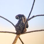 Sloth watching tour Paramaribo