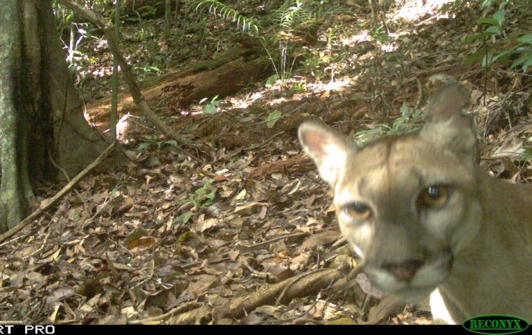 puma-die-in-de-camera-kijkt_neowild-5